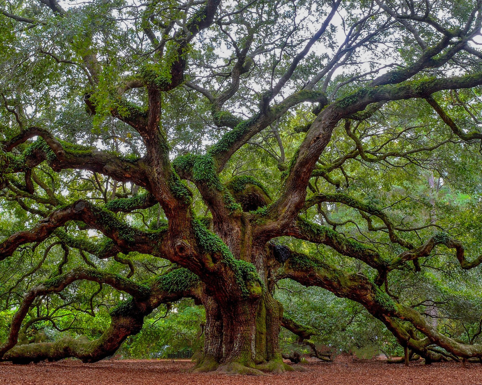 Photo of Angel Oak in Charleston, SC. Social Security Advisors Runey & Associates Wealth Management.